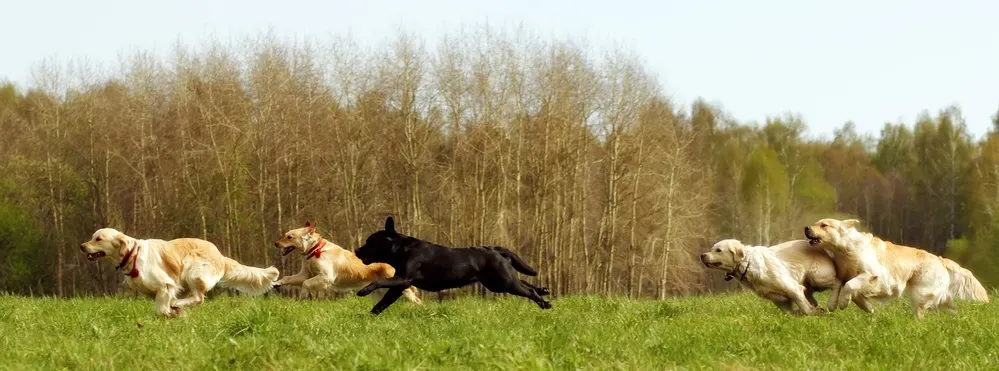 Garde canine à Trémont sur Saulx
