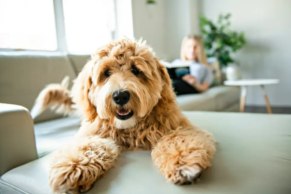 Garde éducative canine à Trémont sur Saulx