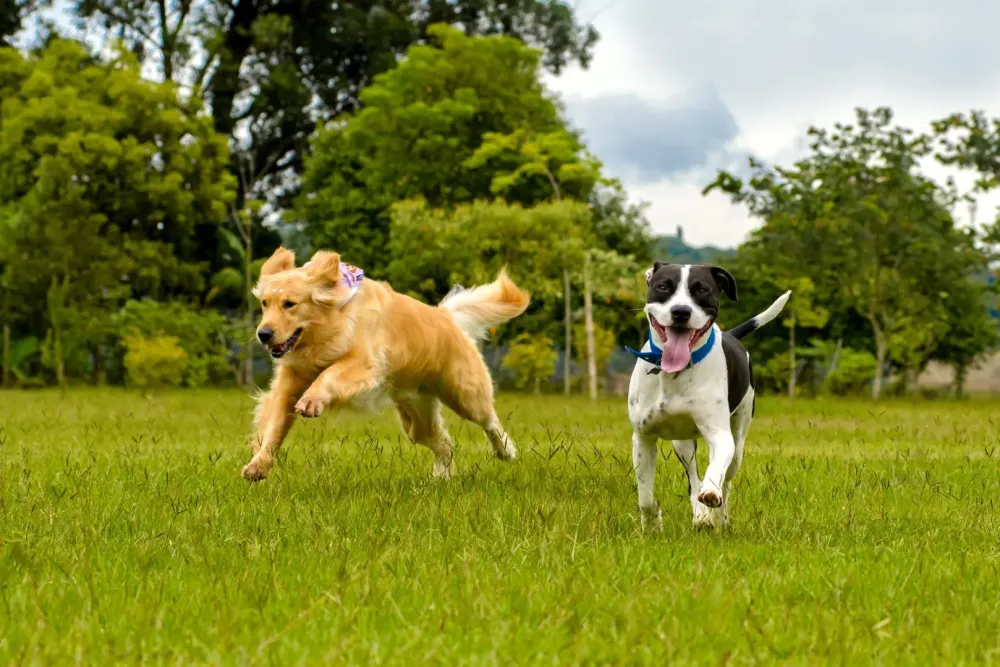 Garde de chien à Trémont sur Saulx