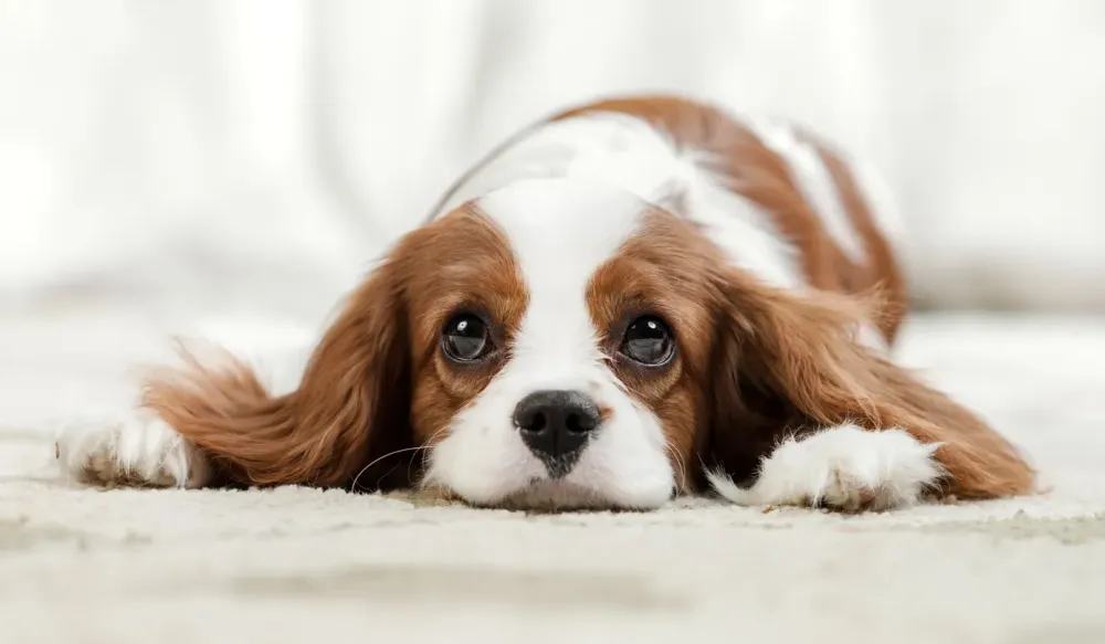 Pet-sitting à Trémont sur Saulx