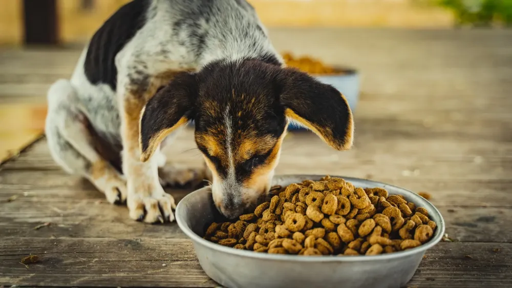 Comportementaliste canin à Trémont sur Saulx