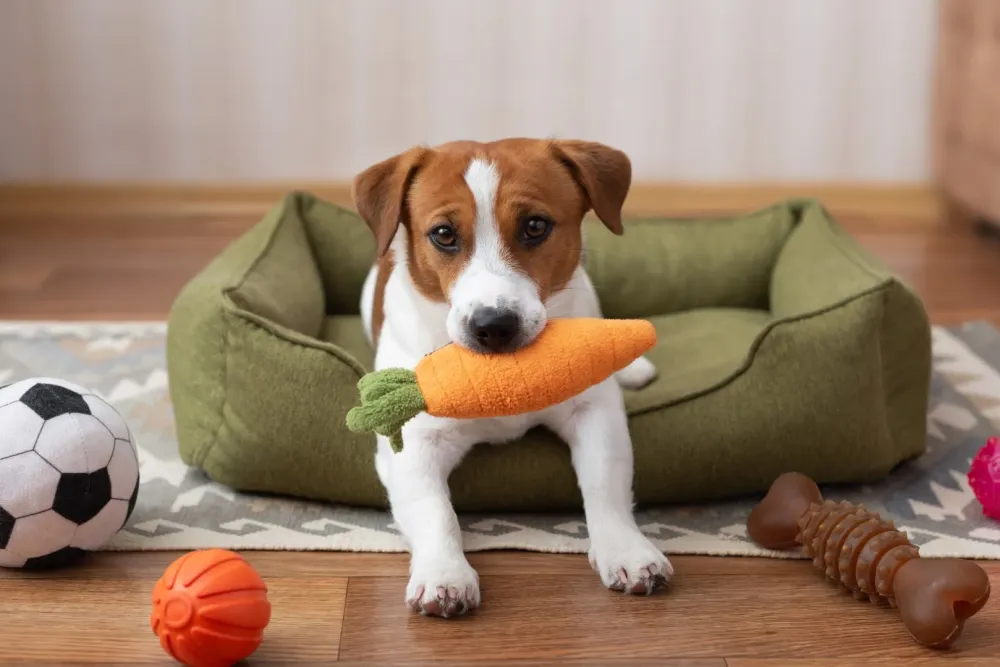Problème de comportement canin à Trémont sur Saulx
