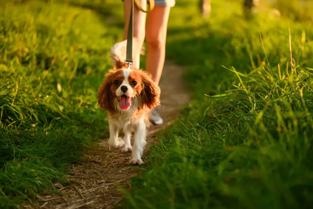 Promenade canine à Trémont sur Saulx