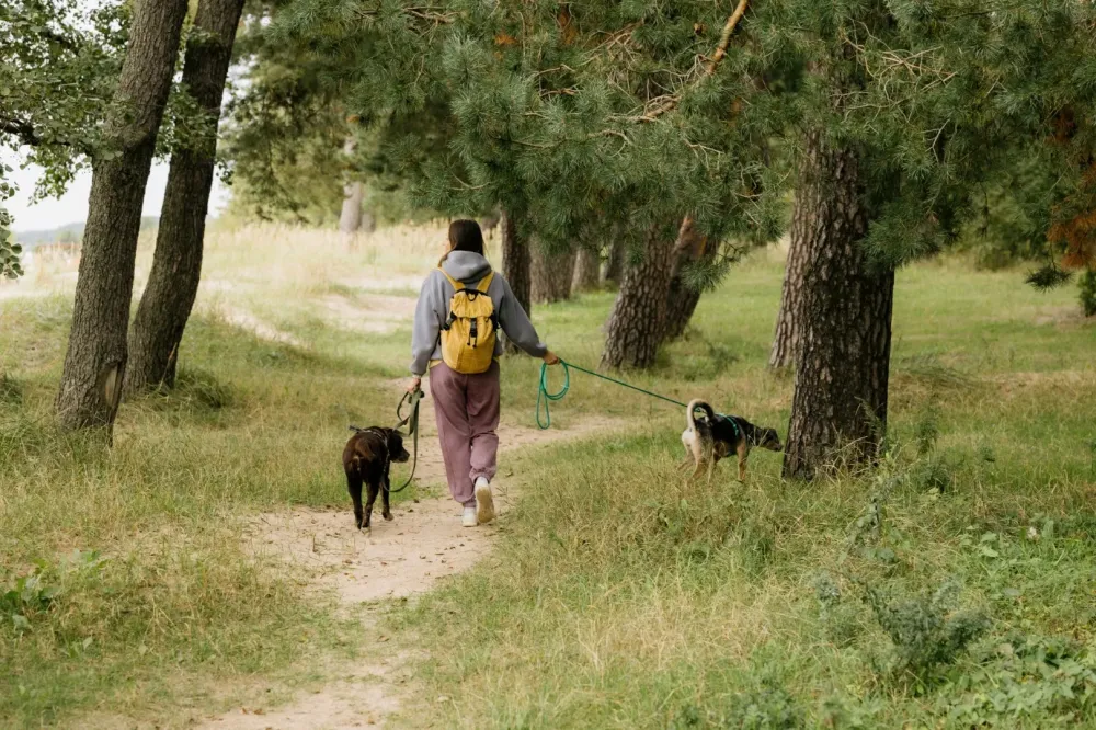 Promenade de chien à Trémont sur Saulx