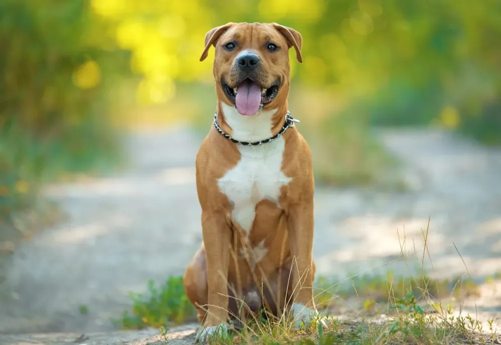 Permis chien catégorisé à Trémont sur Saulx