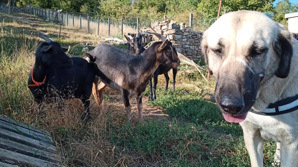 vos compagnons (1)