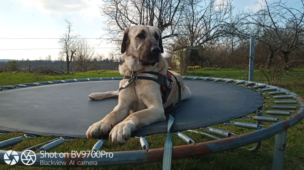 garde de chien (2)