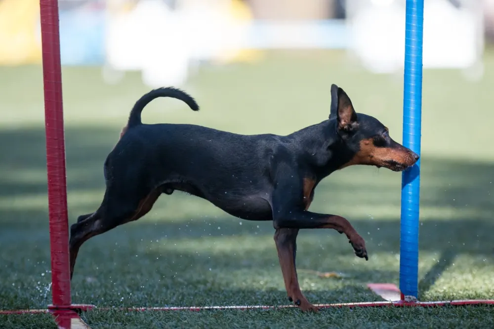 jeux pour chien (1)