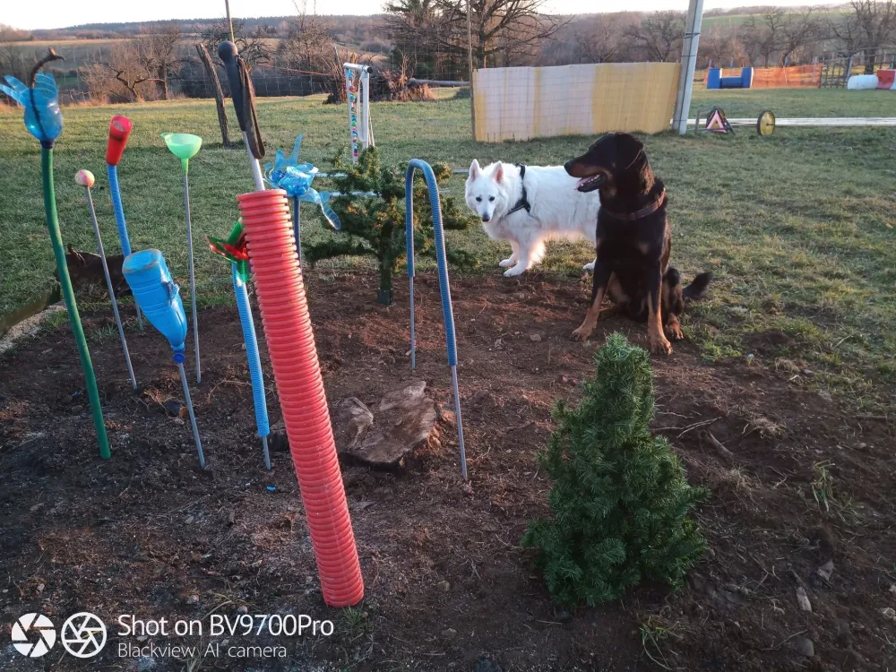 jeux pour chien (1)