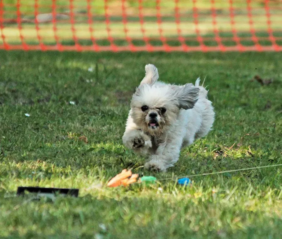 jeux pour chien (3)